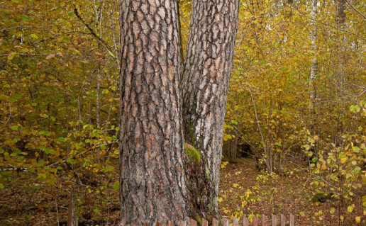 2. Tamožinės pušis.jpg